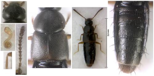 Mocyta sp.